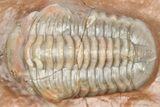 Cute Little Austerops Trilobite Fossil - Jorf, Morocco #362869-1